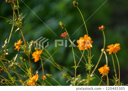 黃色波斯菊 120485305