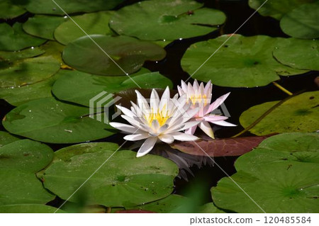 Yellow lily Yellow lily 120485584