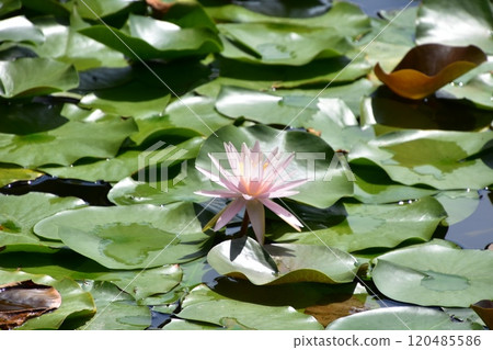 Water lily flowers blooming in a pond Water lily flowers blooming in a pond 120485586