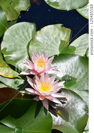 Water lily flower floating on the surface of the water 120485589
