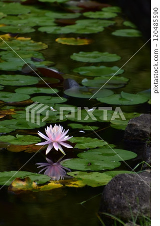 粉紅色的睡蓮倒在水面上 粉紅色的睡蓮倒在水面上 120485590