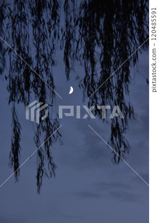 透過柳樹看到的月亮 透過柳樹看到的月亮 120485591