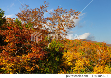 Mount Kurikoma, which straddles the three prefectures of Miyagi, Iwate, and Akita, features vibrant autumn foliage covering the slopes and a blue sky as seen from Iwakagamidaira. Mount Kurikoma, which straddles the three prefectures of Miyagi, Iwate, and Akita, features vibrant autumn foliage covering the slopes and a blue sky as seen from Iwakagamidaira. 120485605