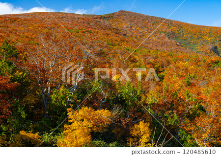 Mount Kurikoma, which straddles the three prefectures of Miyagi, Iwate, and Akita, features vibrant autumn foliage covering the slopes and a blue sky as seen from Iwakagamidaira. 120485610