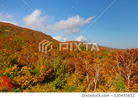 栗駒山橫跨宮城縣、岩手縣、秋田縣三縣,從岩鏡平可以看到山坡上鮮豔的紅葉和藍天。 栗駒山橫跨宮城縣、岩手縣、秋田縣三縣,從岩鏡平可以看到山坡上鮮豔的紅葉和藍天。 120485612