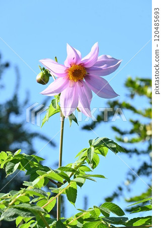 Emperor Dalia · Trees Dahlia Emperor Dalia · Trees Dahlia 120485693