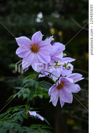 Emperor Dalia · Trees Dahlia 120485695