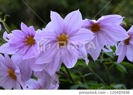 Emperor Dalia · Trees Dahlia 120485696