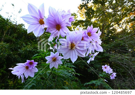 Emperor Dalia · Trees Dahlia 120485697
