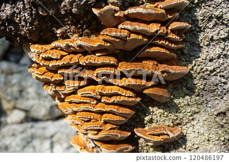 "Otter mushroom" growing on the trunk of a cherry tree "Otter mushroom" growing on the trunk of a cherry tree 120486197