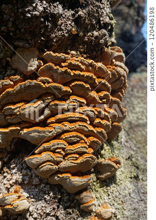 "Otter mushroom" growing on the trunk of a cherry tree "Otter mushroom" growing on the trunk of a cherry tree 120486198