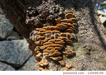"Otter mushroom" growing on the trunk of a cherry tree 120486199
