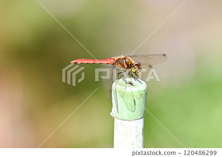 赤蜻屬frequens 120486299