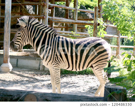 Landscape with zebra Landscape with zebra 120486330