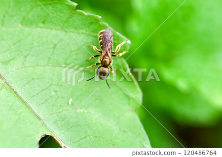 Akagane kohana蜜蜂 120486764