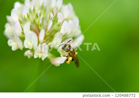 Akagane kohana bee 120486772