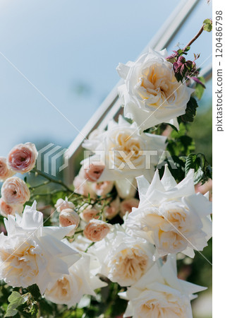 A beautiful bunch of white roses is flourishing and growing on a vine A beautiful bunch of white roses is flourishing and growing on a vine 120486798
