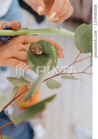 A person is gently holding a small snail on a green leaf 120486806