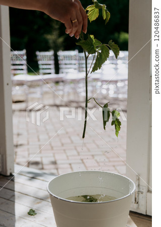 A person is carefully holding a plant inside a bowl filled with water A person is carefully holding a plant inside a bowl filled with water 120486837