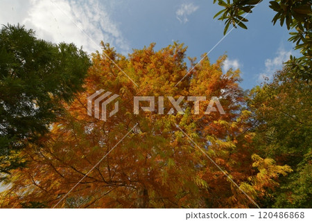 Autumn leaves 120486868