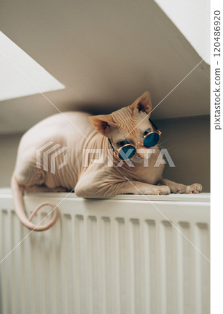 A hairless cat that is wearing stylish sunglasses is relaxing on a radiator A hairless cat that is wearing stylish sunglasses is relaxing on a radiator 120486920