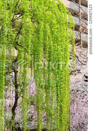 Kyoto Shiunzan Chohoji Temple Rokkakudo Beautiful weeping cherry blossoms and hexagonal willows (Nakagyo Ward, Kyoto City) Kyoto Shiunzan Chohoji Temple Rokkakudo Beautiful weeping cherry blossoms and hexagonal willows (Nakagyo Ward, Kyoto City) 120487125