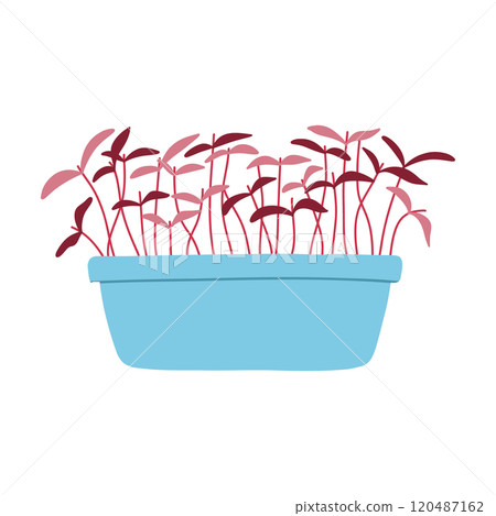 Hand drawn microgreens in pots. Vector illustration in flat style isolated on white background. Micro green. Beets, lettuce, cabbage, sorrel, onion, radish, arugula, peas. Growing superfood at home. Hand drawn microgreens in pots. Vector illustration in flat style isolated on white background. Micro green. Beets, lettuce, cabbage, sorrel, onion, radish, arugula, peas. Growing superfood at home. 120487162