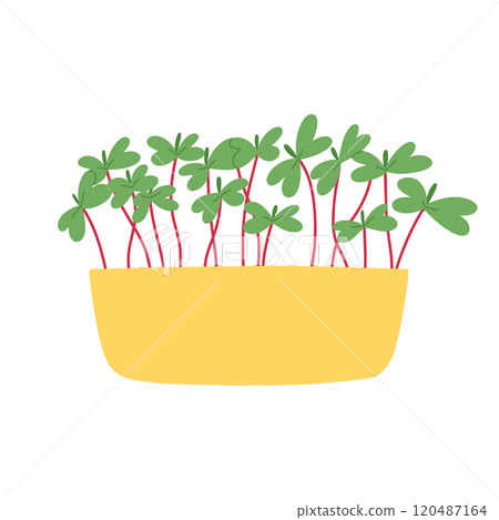 Hand drawn microgreens in pots. Vector illustration in flat style isolated on white background. Micro green. Beets, lettuce, cabbage, sorrel, onion, radish, arugula, peas. Growing superfood at home. 120487164