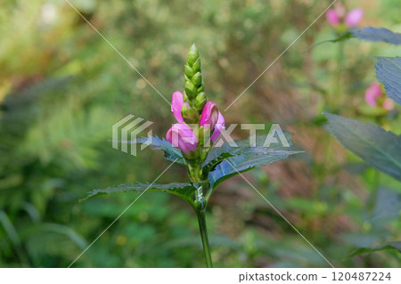 Flowers of Chelone obliqua is growing in garden. Countryside. Turtlehead chelone blooming flowers in meadow. Cottage garden. Flowers of Chelone obliqua is growing in garden. Countryside. Turtlehead chelone blooming flowers in meadow. Cottage garden. 120487224