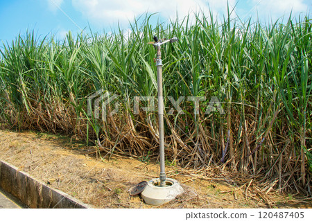Sugarcane field watering shower 120487405