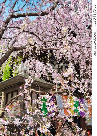 京都紫雲山長法寺六角堂美麗的垂枝櫻花盛開（京都市中京區） 120487513