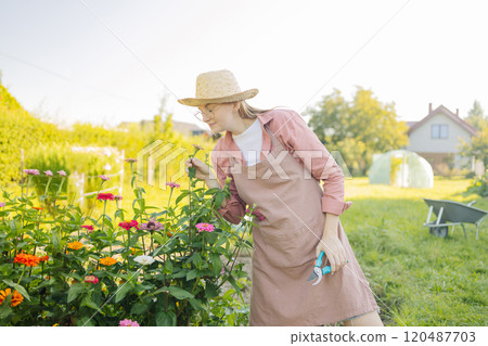 Young Caucasian 30s 40s woman gathering little flower plant in summer garden.. Gardener cutting color zinnia off with pruner for bouquet. Summer gardening work Young Caucasian 30s 40s woman gathering little flower plant in summer garden.. Gardener cutting color zinnia off with pruner for bouquet. Summer gardening work 120487703