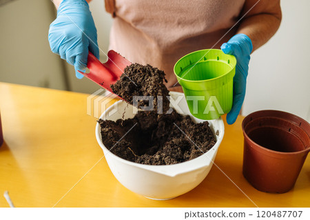 Indoor gardening. Female hands replant herbs. Gardening soil pot 120487707