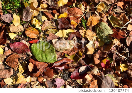 A path lined with autumn leaves along Yamazaki River, a famous cherry blossom viewing spot 120487774