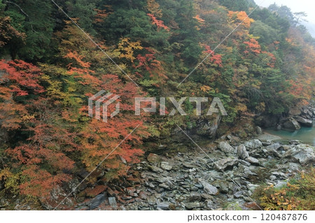 吉野川的紅葉(高知縣伊野町葛原橋附近) 吉野川的紅葉(高知縣伊野町葛原橋附近) 120487876