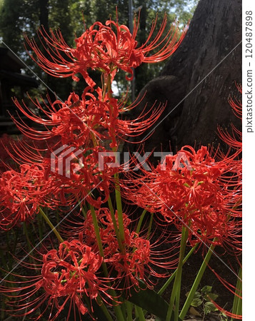 Red magic lily... Red magic lily... Red magic lily... Red magic lily... 120487898