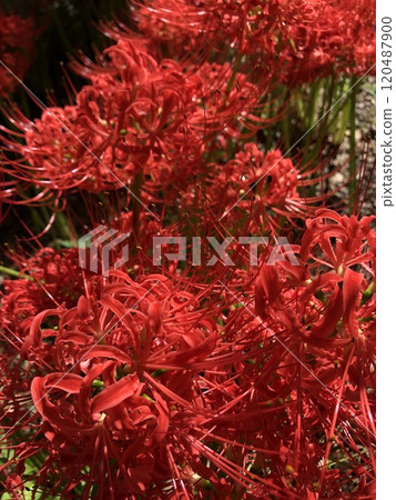 Red magic lily... Red magic lily... Red magic lily... Red magic lily... 120487900