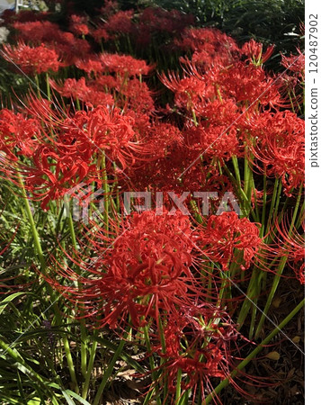 Red magic lily... Red magic lily... Red magic lily... Red magic lily... 120487902