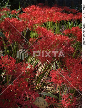 紅魔鬼百合……紅魔鬼百合…… 紅魔鬼百合……紅魔鬼百合…… 120487905