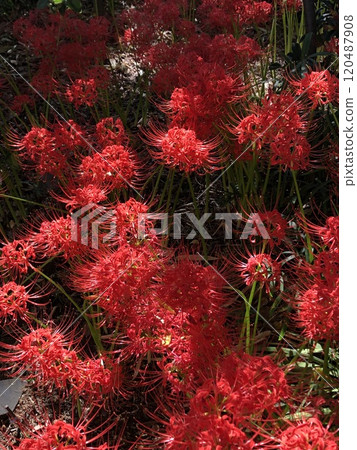 Red magic lily... Red magic lily... Red magic lily... Red magic lily... 120487908