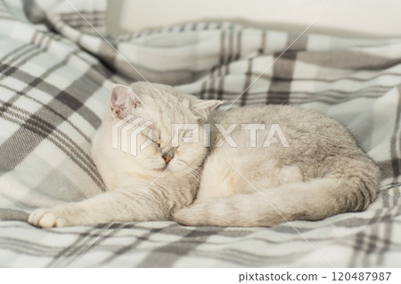 cute cat breed Scottish Chinchilla sleeps in home environment 120487987