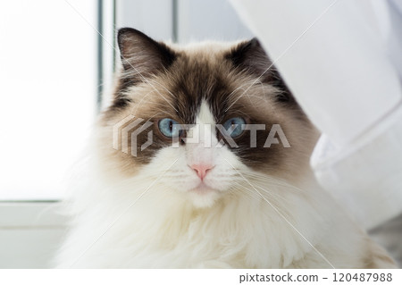 Portrait of a beautiful Ragdoll cat in a home environment 120487988