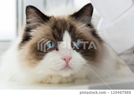 Portrait of a beautiful Ragdoll cat in a home environment 120487989