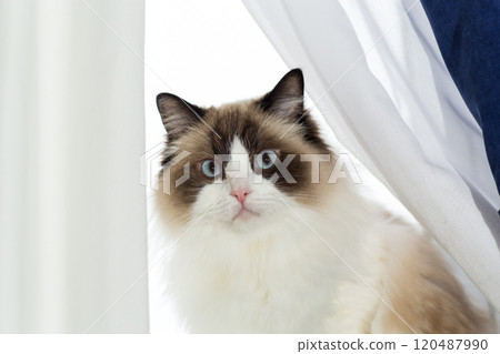 Portrait of a beautiful Ragdoll cat in a home environment 120487990