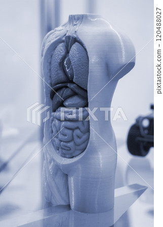 Model of human body with internal organs printed on 3D printer. Object human body with open internal organs lungs, heart, intestines, liver created on 3D printer from molten plastic. FDM 3D Printing 120488027