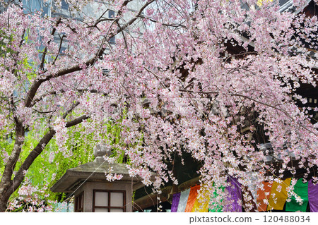 Kyoto Shiunzan Chohoji Temple Rokkakudo Beautiful weeping cherry blossoms in full bloom (Nakagyo Ward, Kyoto City) Kyoto Shiunzan Chohoji Temple Rokkakudo Beautiful weeping cherry blossoms in full bloom (Nakagyo Ward, Kyoto City) 120488034