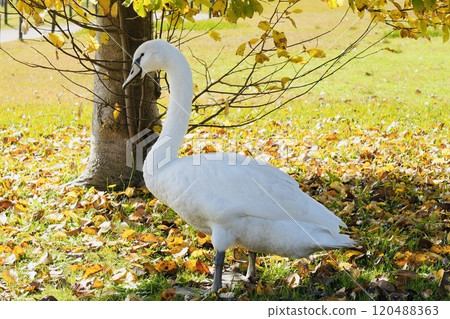 A cute swan standing under a tree with autumn leaves, close-up 120488363