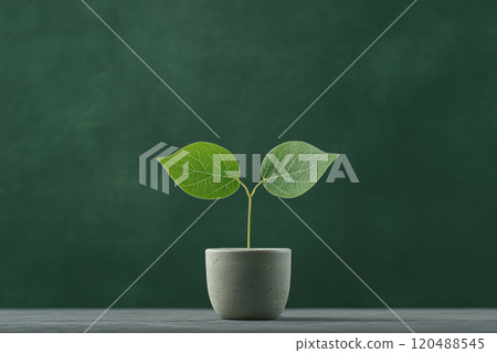 Small plant with green leaves in a pot on a dark green background. Small plant with green leaves in a pot on a dark green background. 120488545
