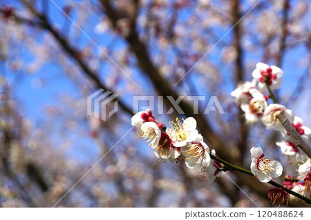 白梅 白梅 120488624