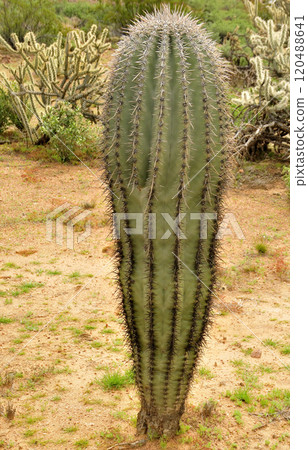 Saguaro Cactus Sonora desert Arizona 120488641